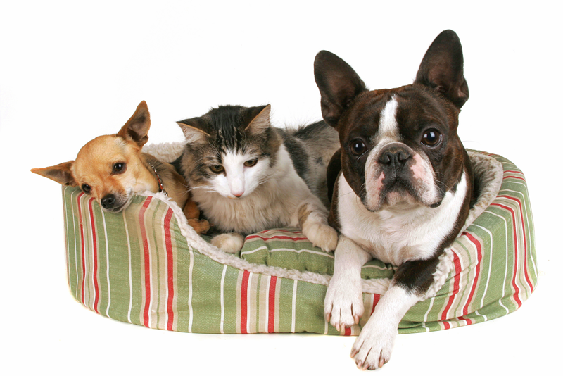 Cat and dog in pet bed